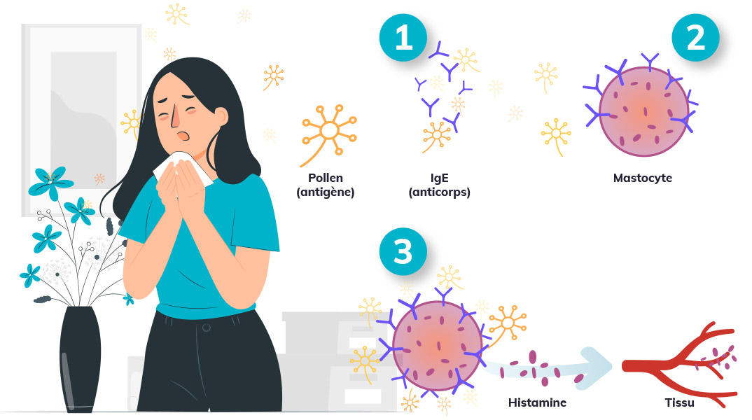 Comment devient on allergique aux pollen ? Schéma explicatif de la réaction immunitaire excessive chez un allergique