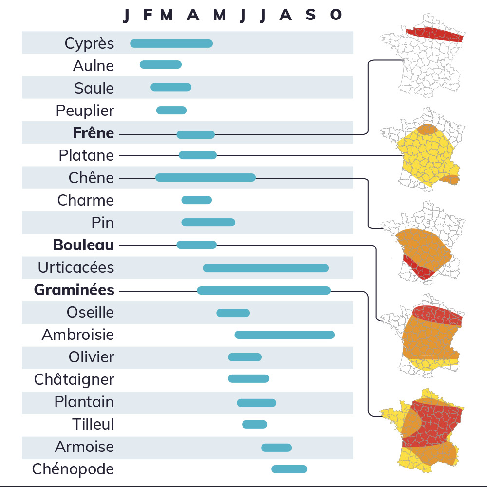 Calendrier pollen en fonction de la plante sur l'année. Pollens de frêne, bouleau, graminées