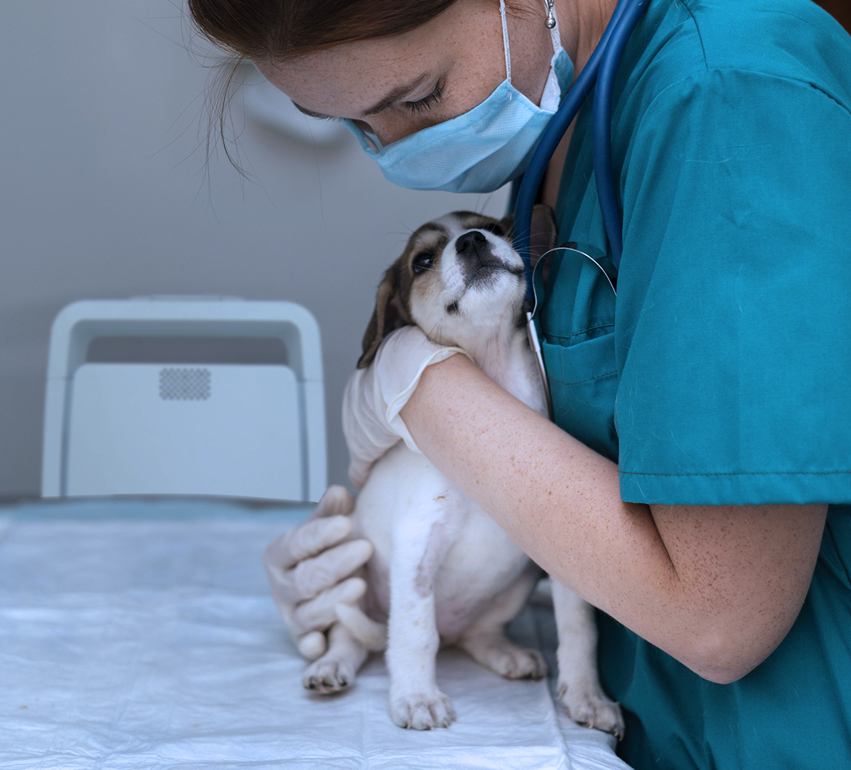 Désinfection de l'air et des surfaces des cliniques vétérinaires